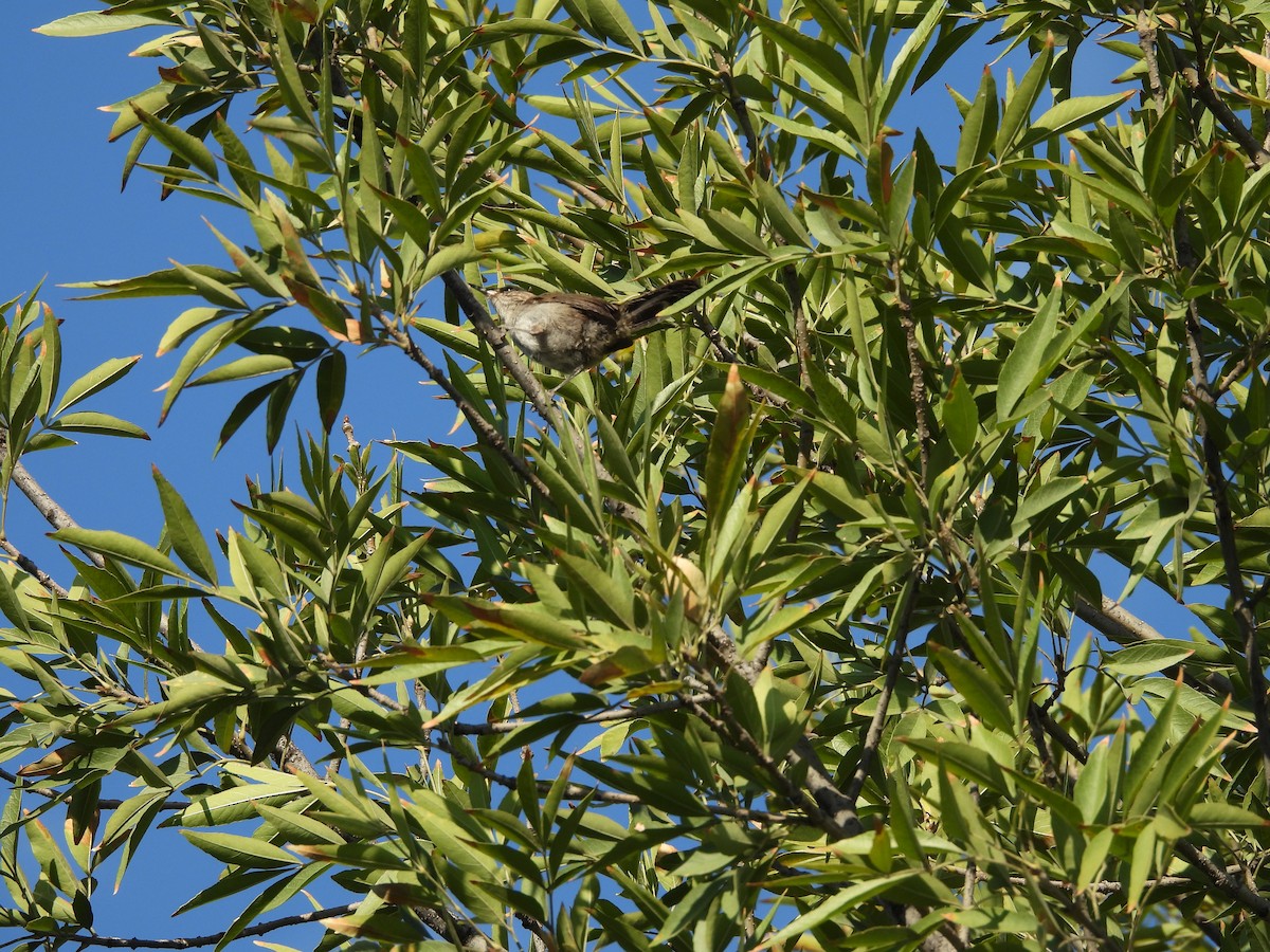 Bewick's Wren - ML642950575