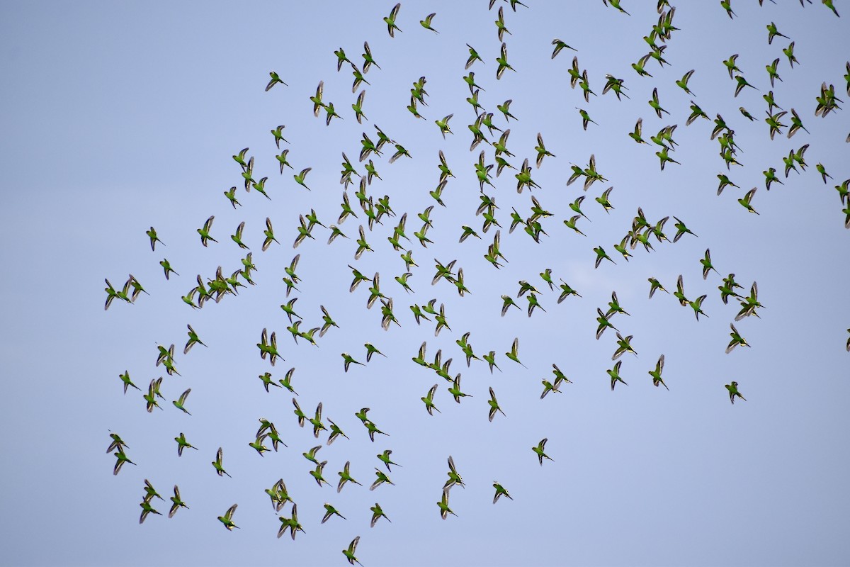Budgerigar - ML642950576