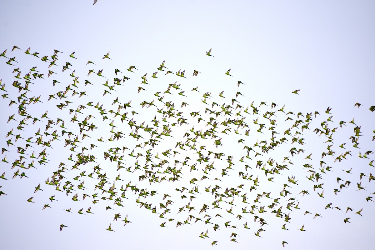 Budgerigar - ML642950577