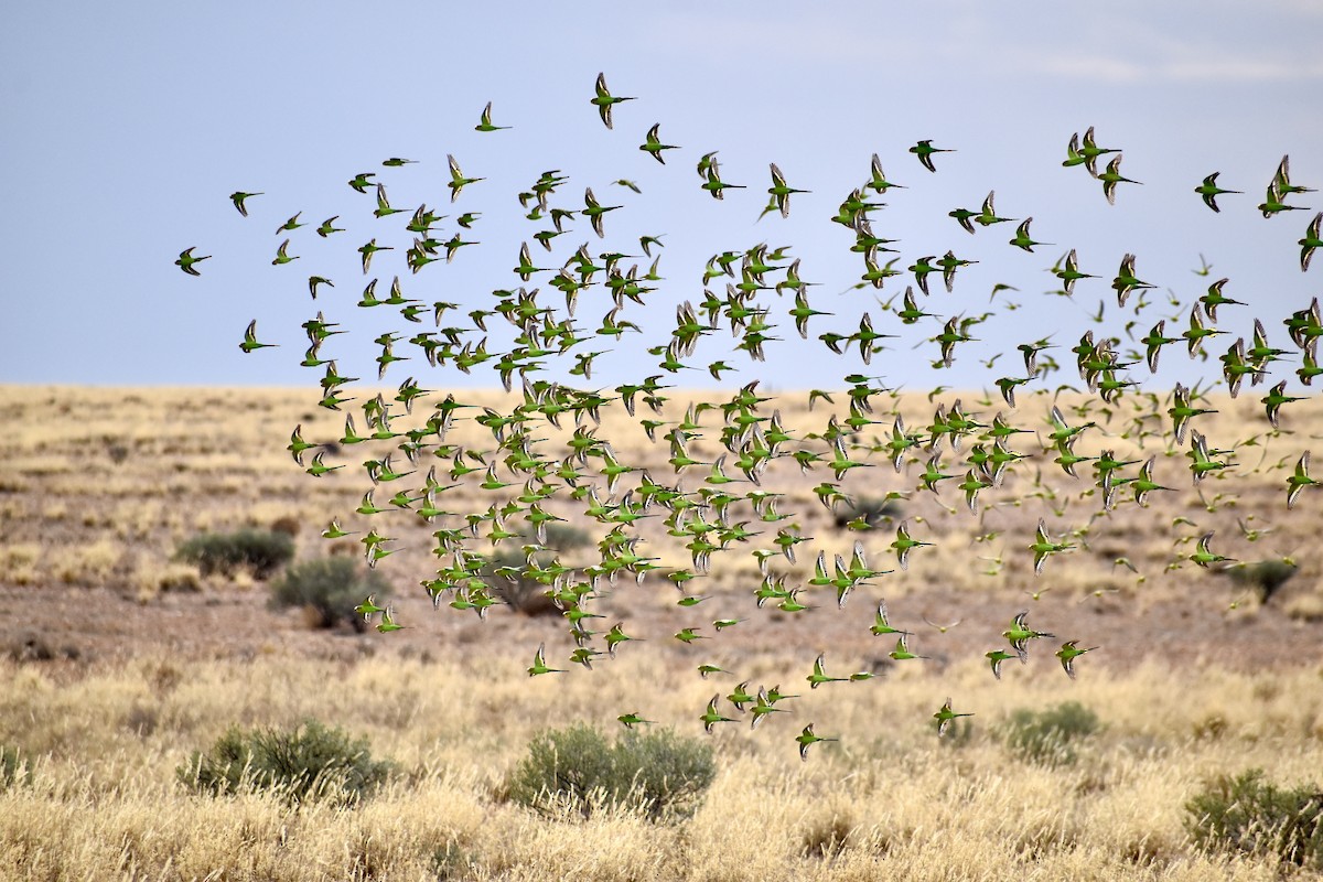 Budgerigar - ML642950578