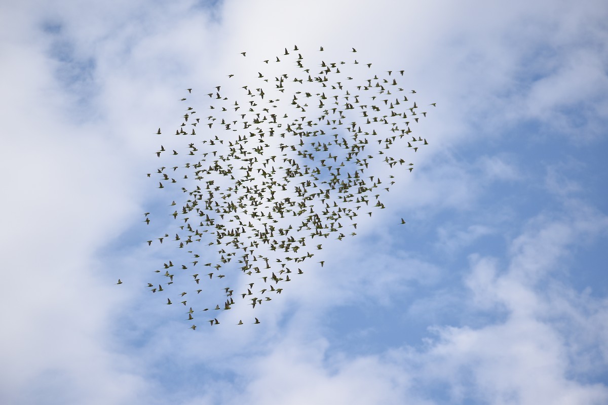 Budgerigar - ML642950579