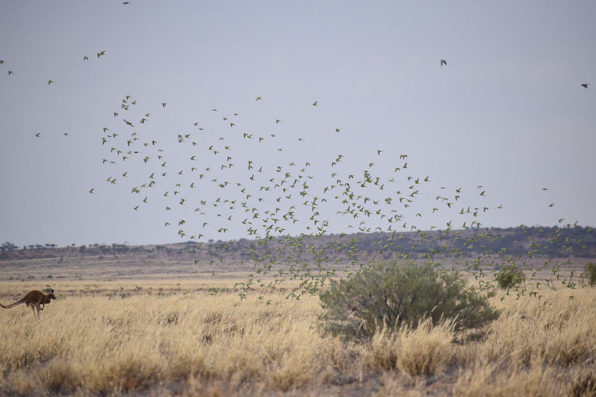 Budgerigar - ML642950580