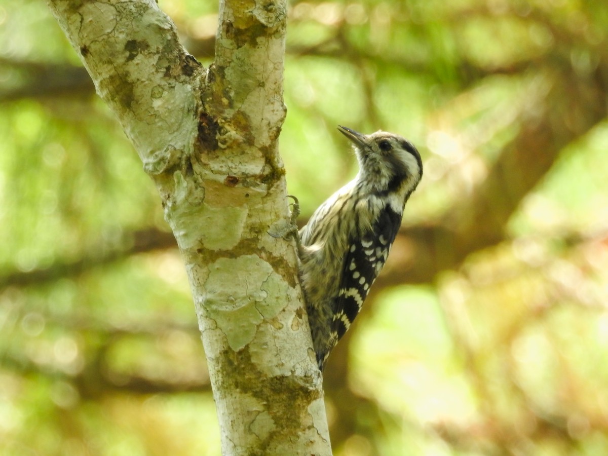 Gray-capped Pygmy Woodpecker - ML642950591