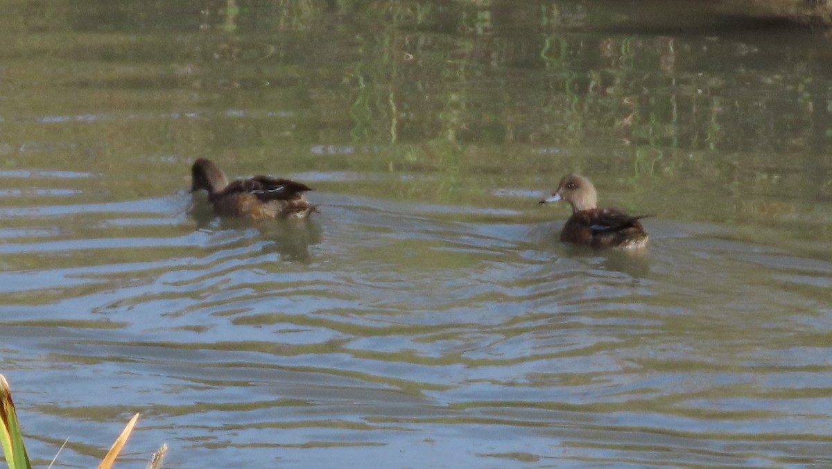 American Wigeon - ML642950593