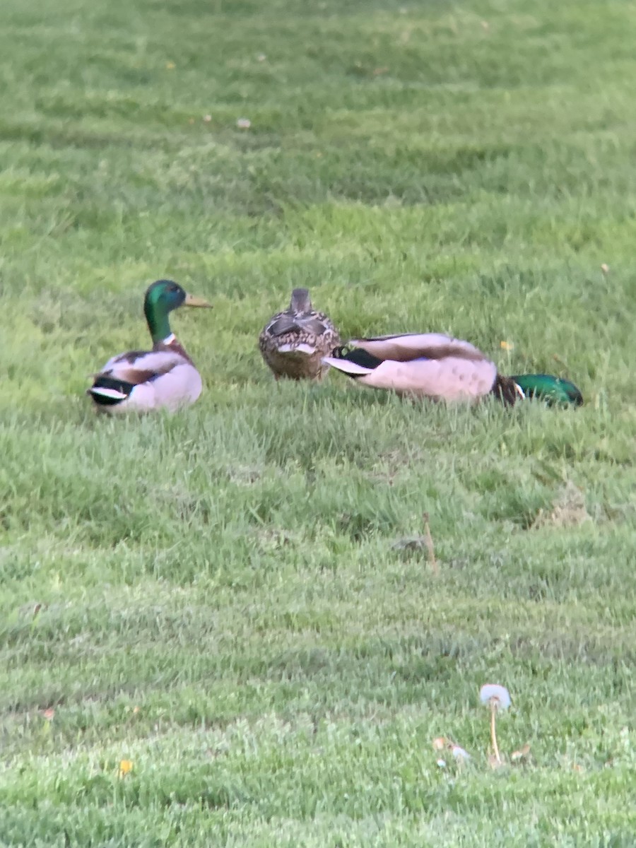 Mallard - ML642950600