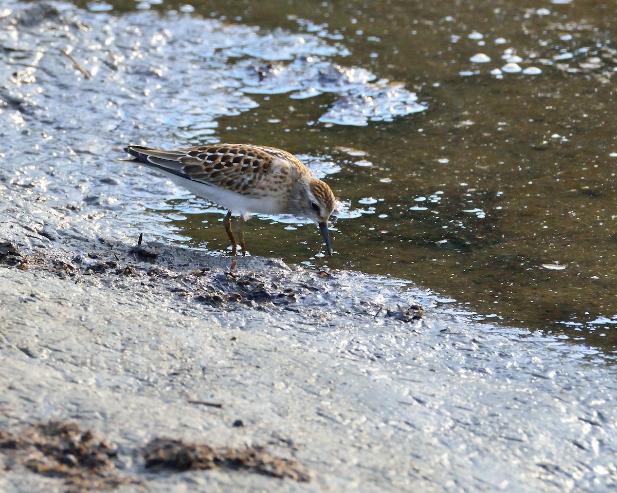 Least Sandpiper - Dorrie Holmes