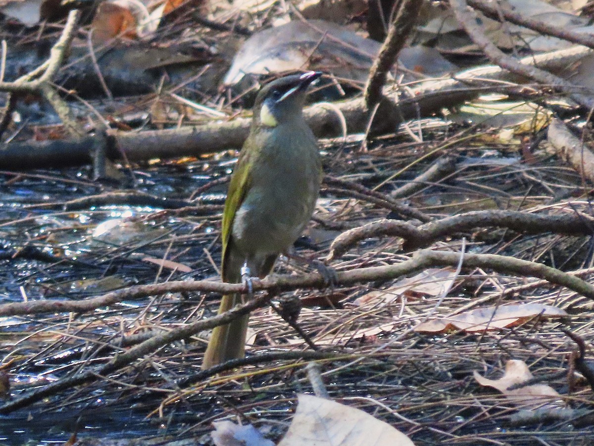 Lewin's Honeyeater - ML642950614