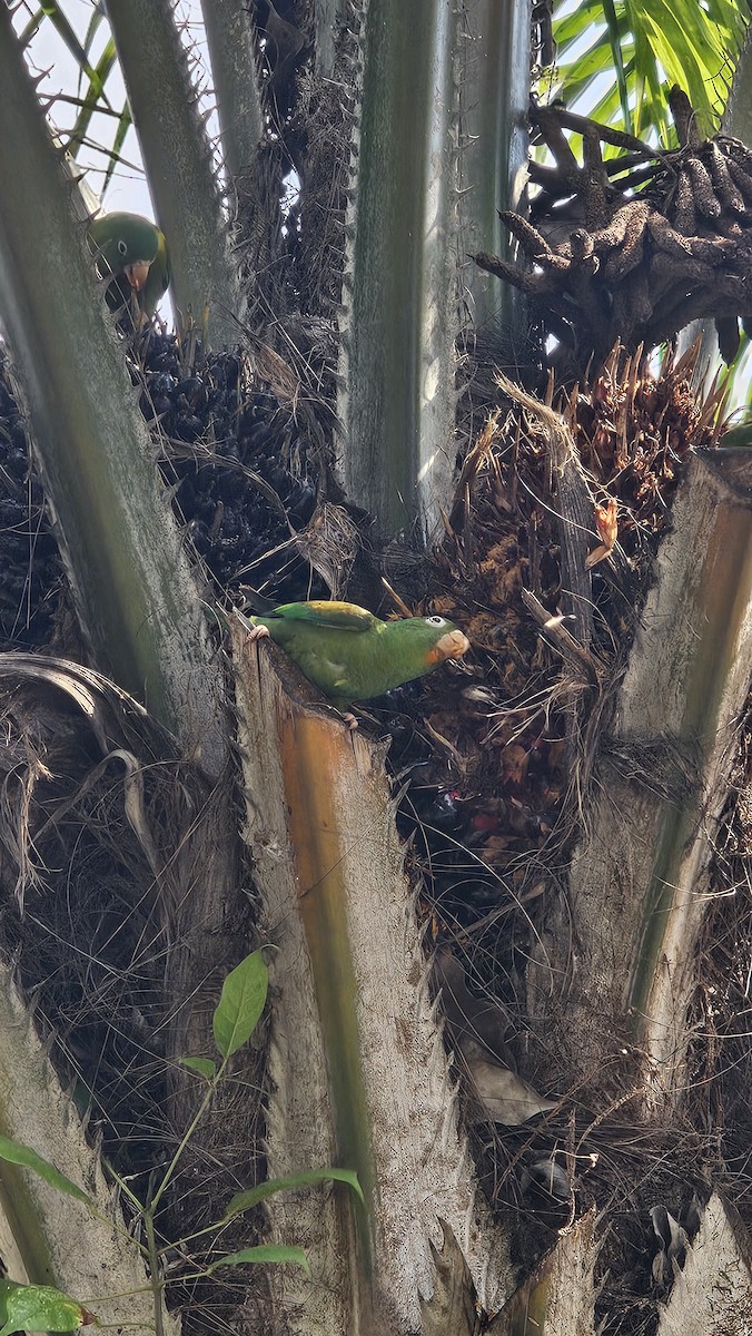 Orange-chinned Parakeet - ML642950622