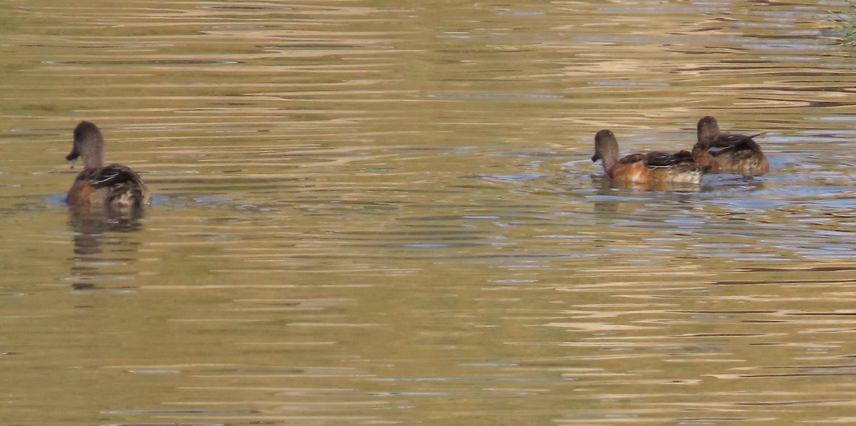 American Wigeon - ML642950634