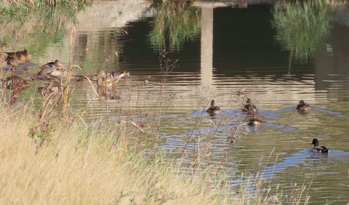 Mallard - ML642950648