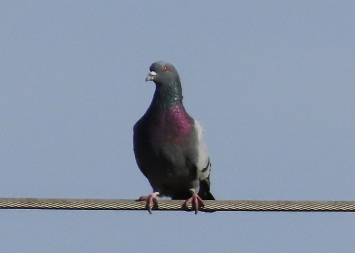 Rock Pigeon (Feral Pigeon) - ML642950653