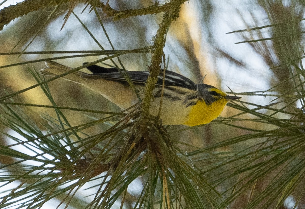 Grace's Warbler - ML642950657