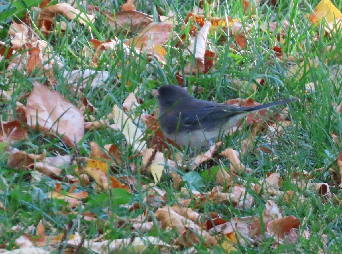 Dark-eyed Junco - ML642950659