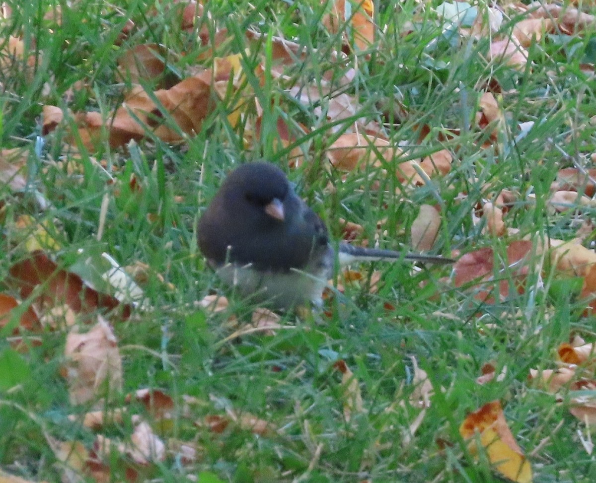 Dark-eyed Junco - ML642950660