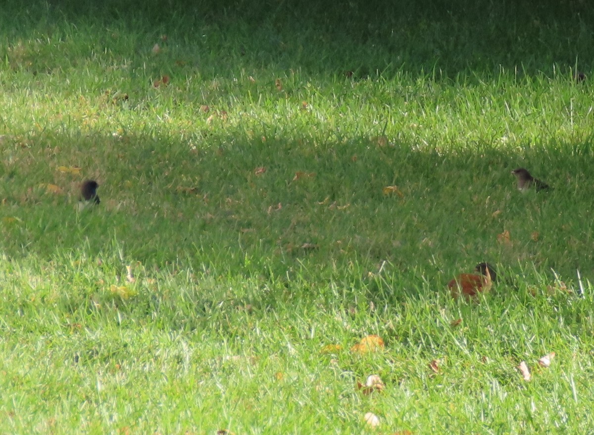 Dark-eyed Junco - ML642950661