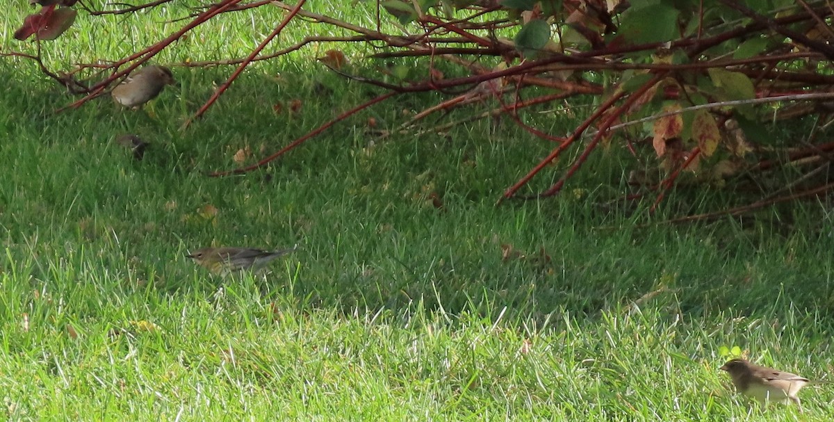 White-crowned Sparrow - ML642950666