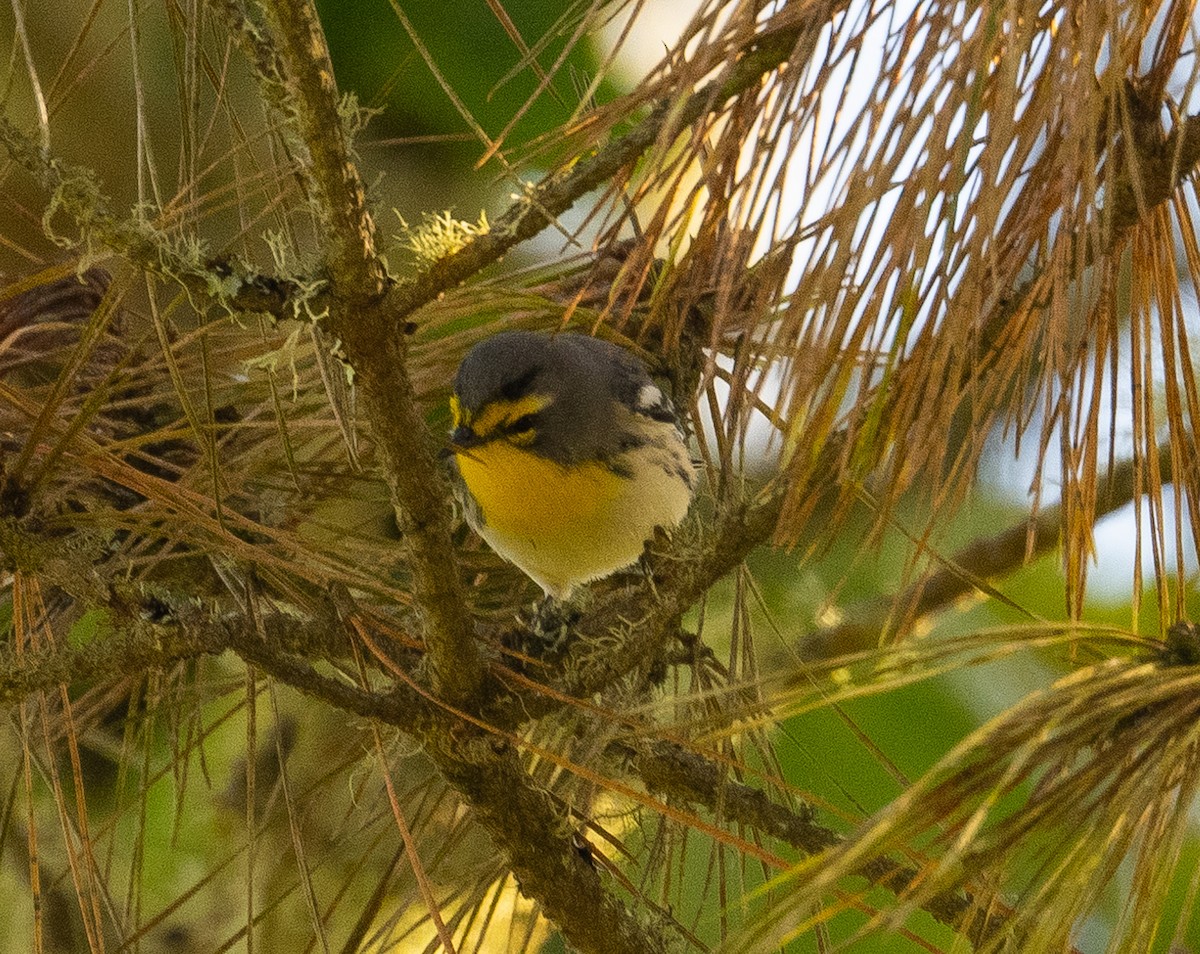 Grace's Warbler - ML642950669