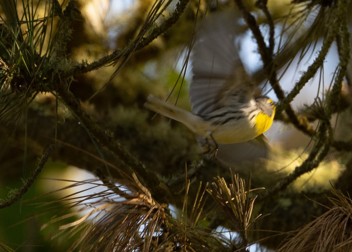 Grace's Warbler - ML642950671