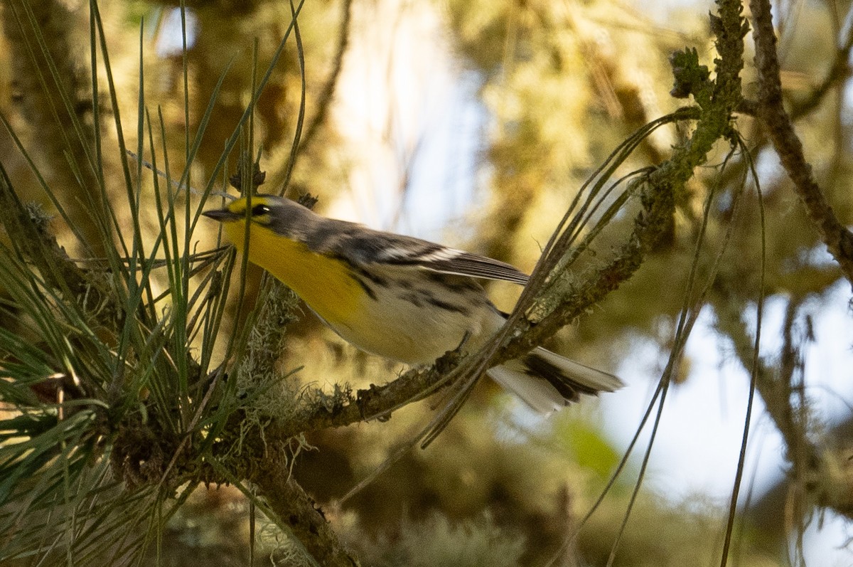 Grace's Warbler - ML642950684