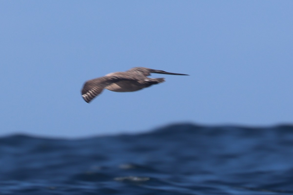 South Polar Skua - ML642950687