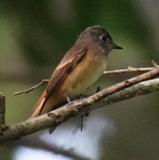 Ferruginous Flycatcher - ML642950691