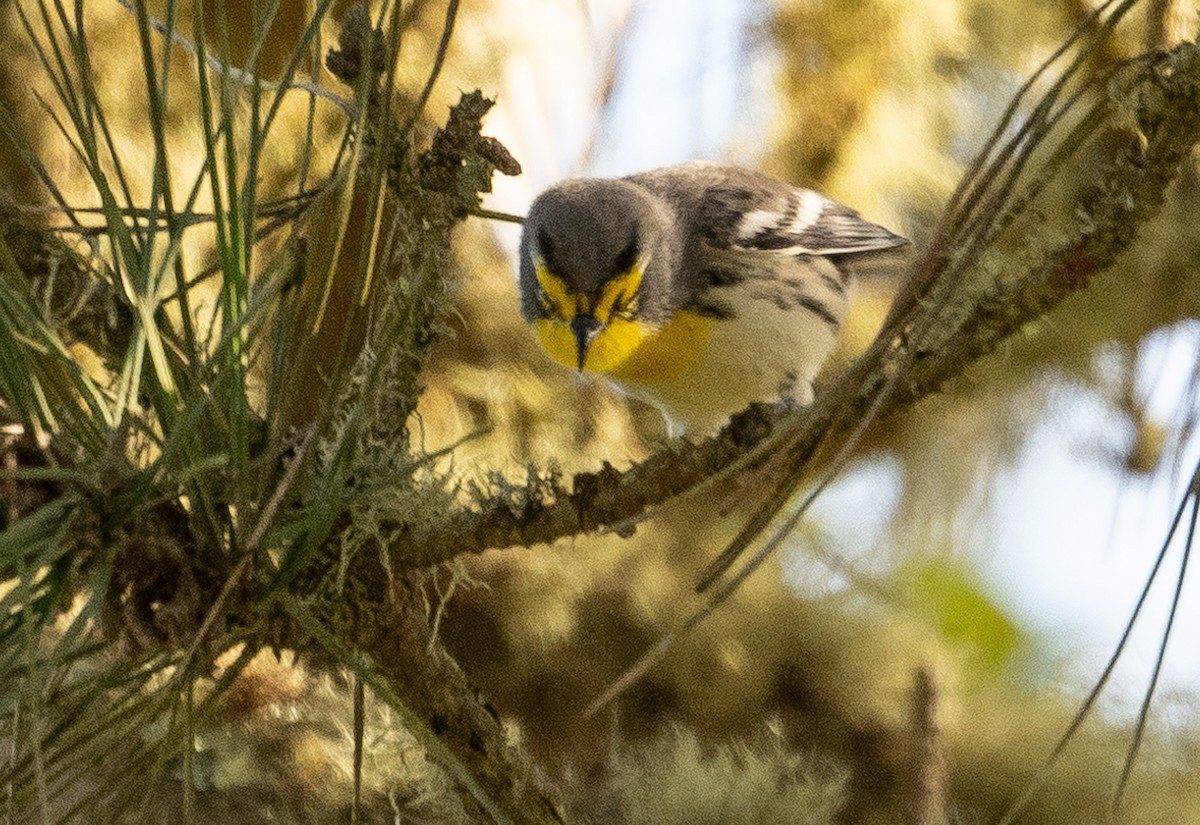 Grace's Warbler - ML642950692