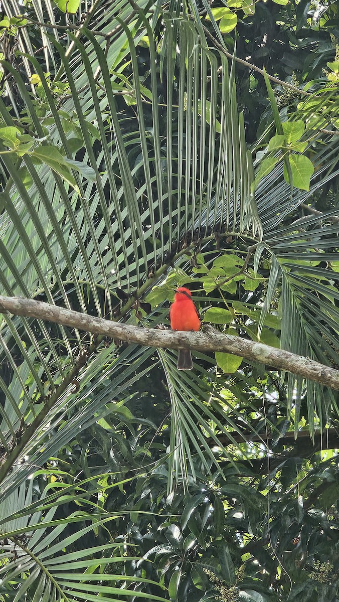 Vermilion Flycatcher - ML642950698