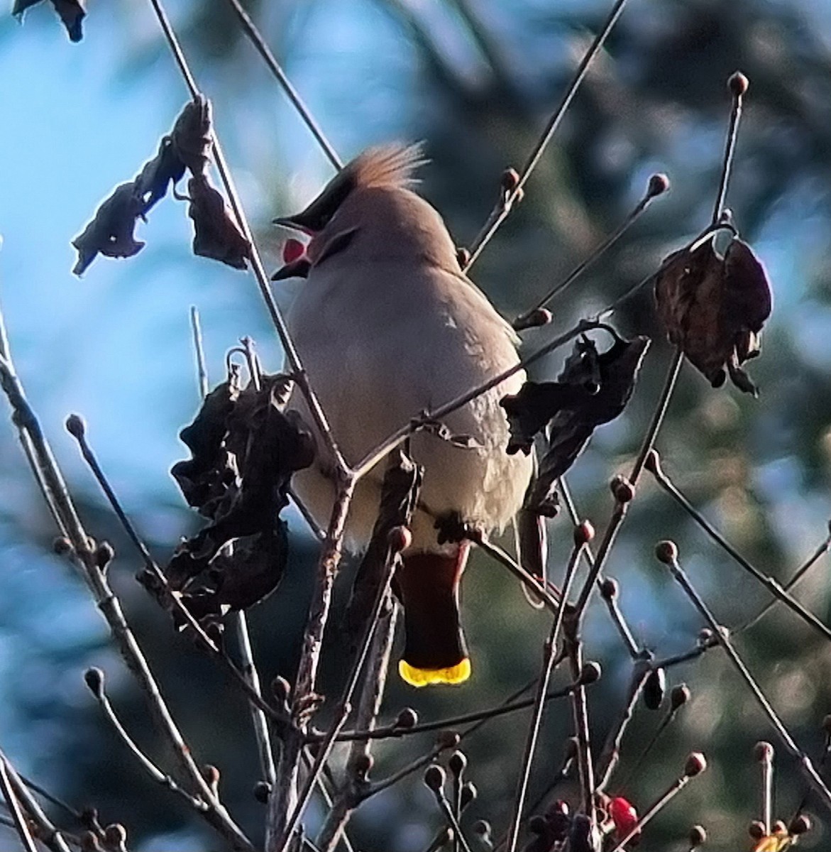 Bohemian Waxwing - ML642950717
