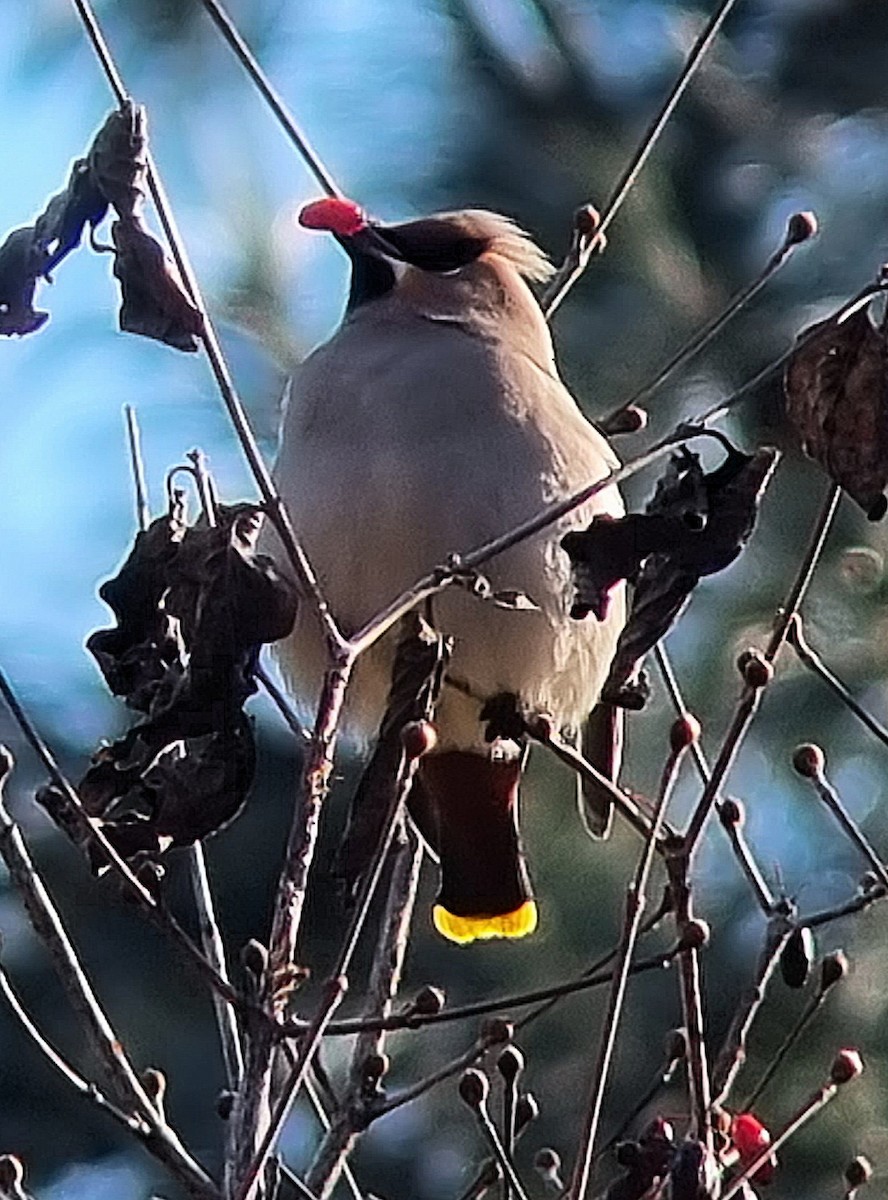 Bohemian Waxwing - ML642950718