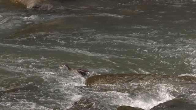 Torrent Duck - ML642950720