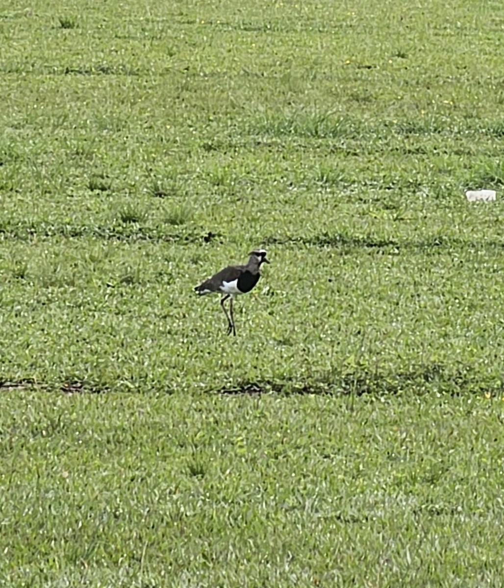 Southern Lapwing - ML642950721