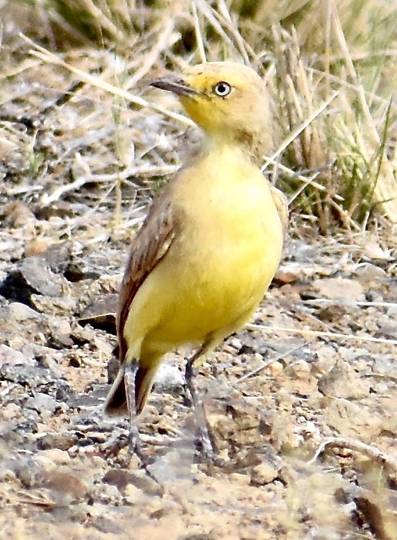 Gibberbird - ML642950722