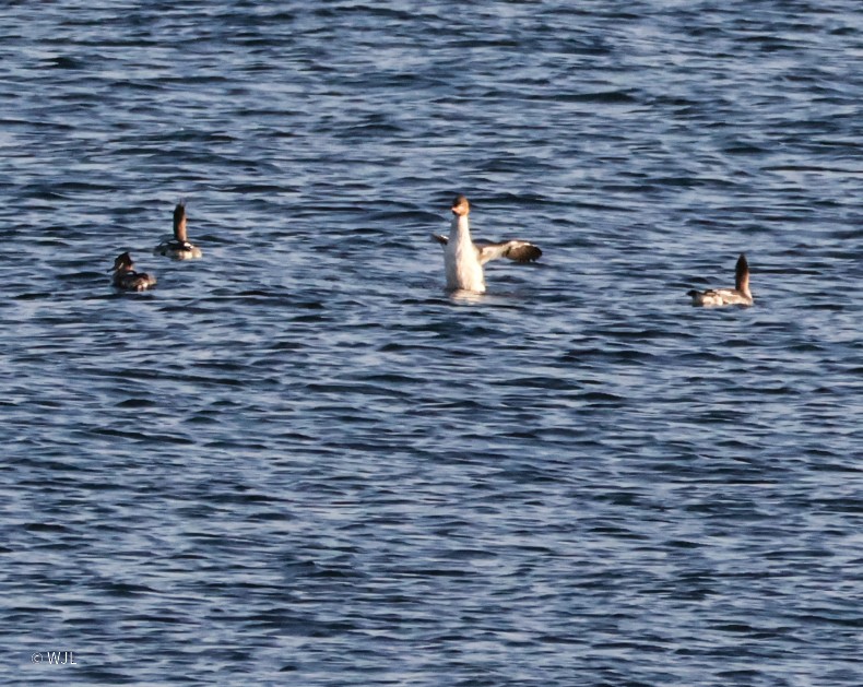 Red-breasted Merganser - ML642950730