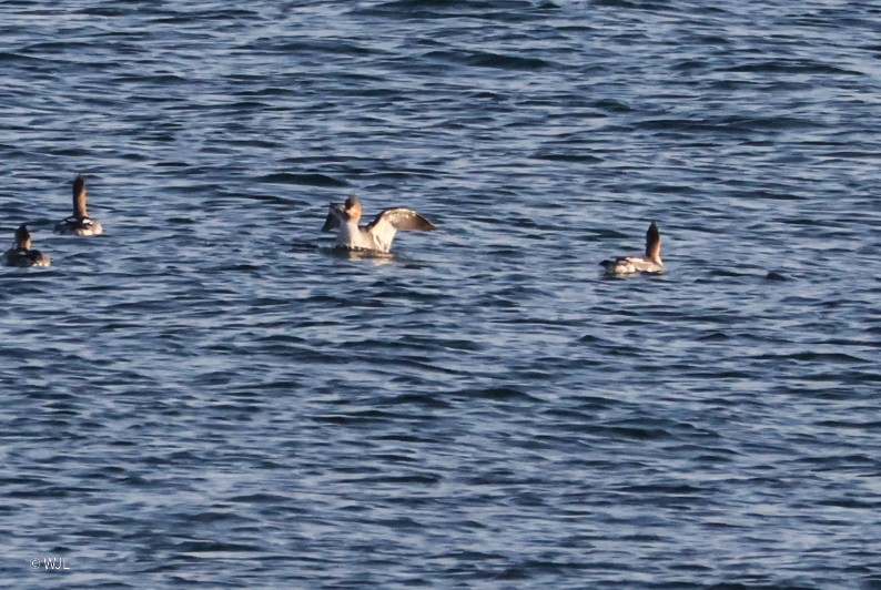 Red-breasted Merganser - ML642950731