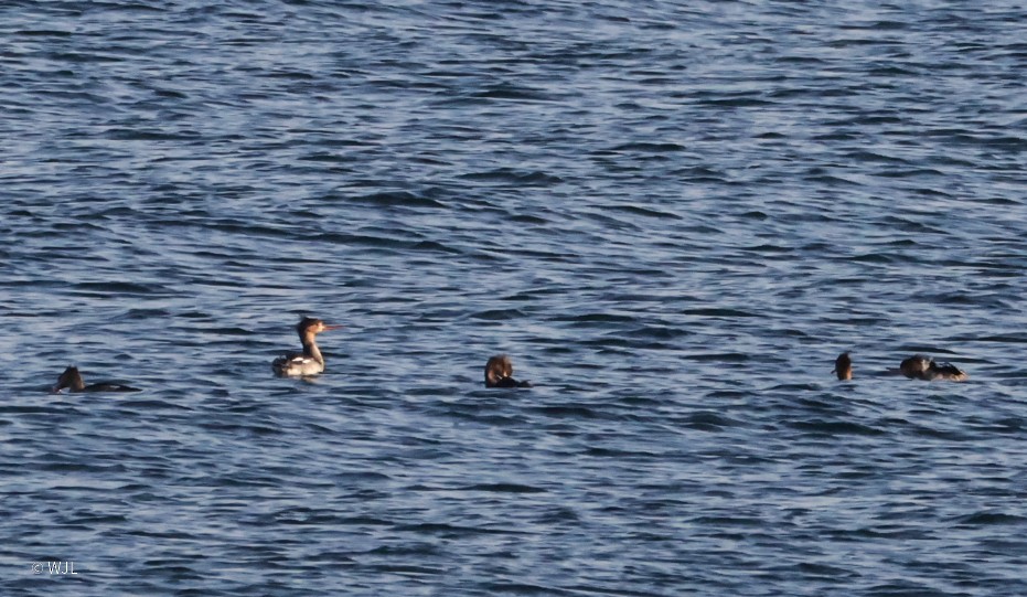 Red-breasted Merganser - ML642950732