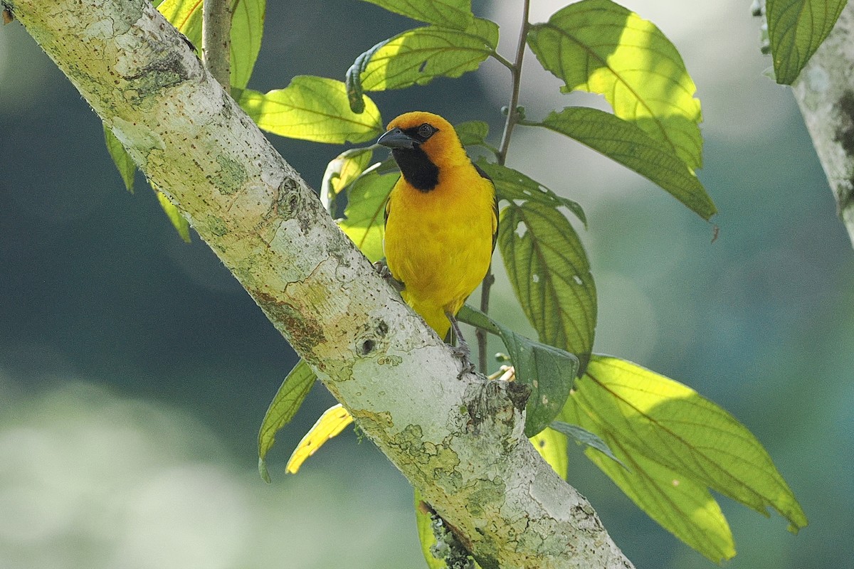 Black-necked Weaver - ML642950744