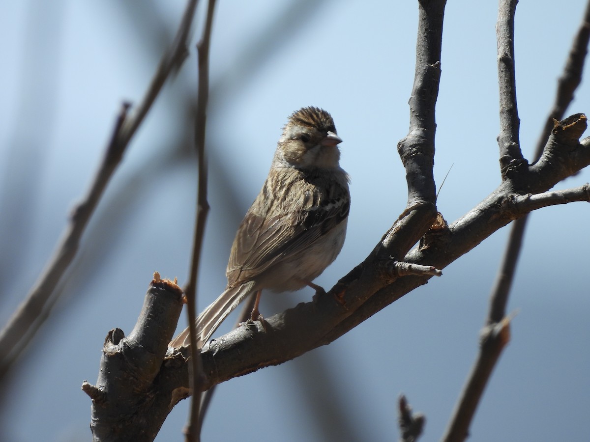 Clay-colored Sparrow - ML642950752