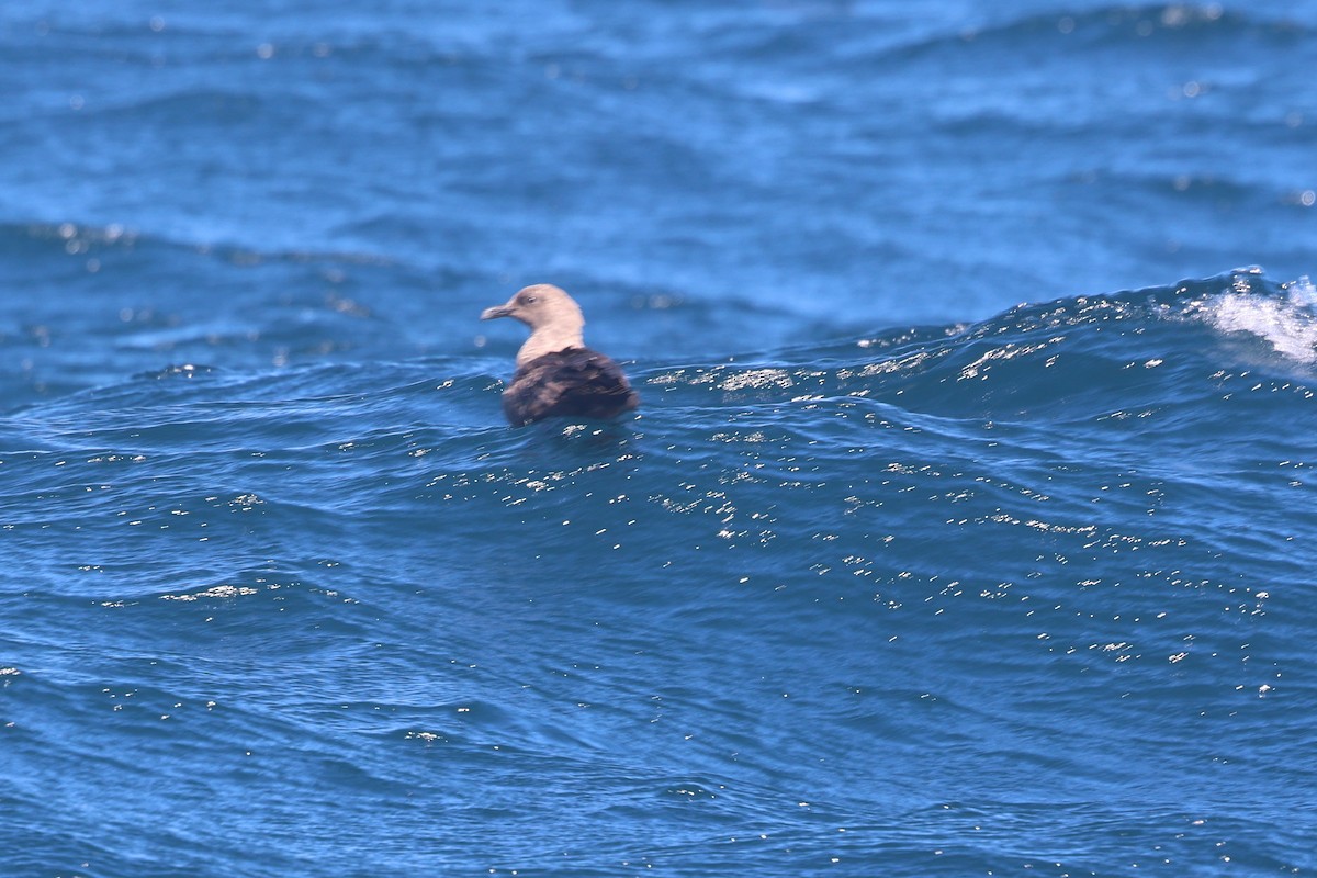 South Polar Skua - ML642950761