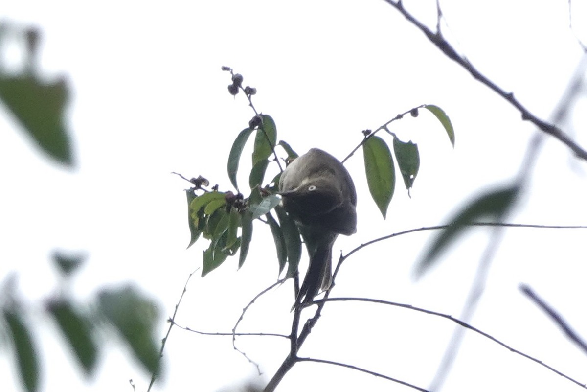 Cream-vented Bulbul - ML642950768