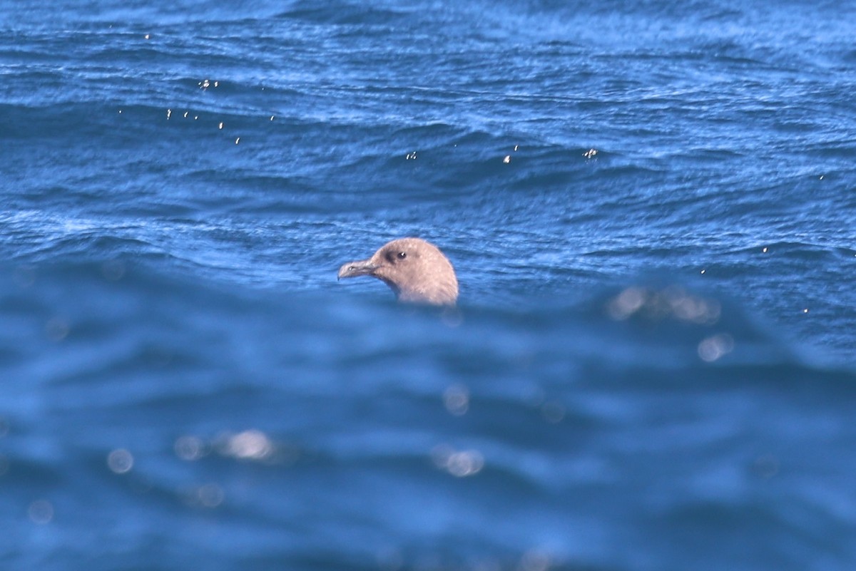 South Polar Skua - ML642950775
