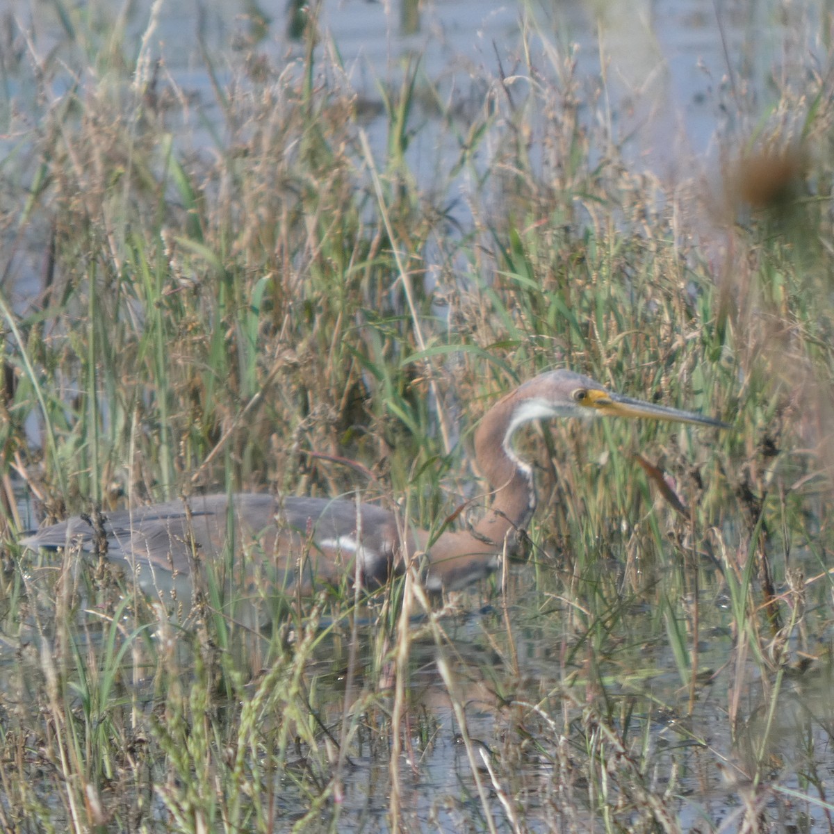 Tricolored Heron - ML642950803