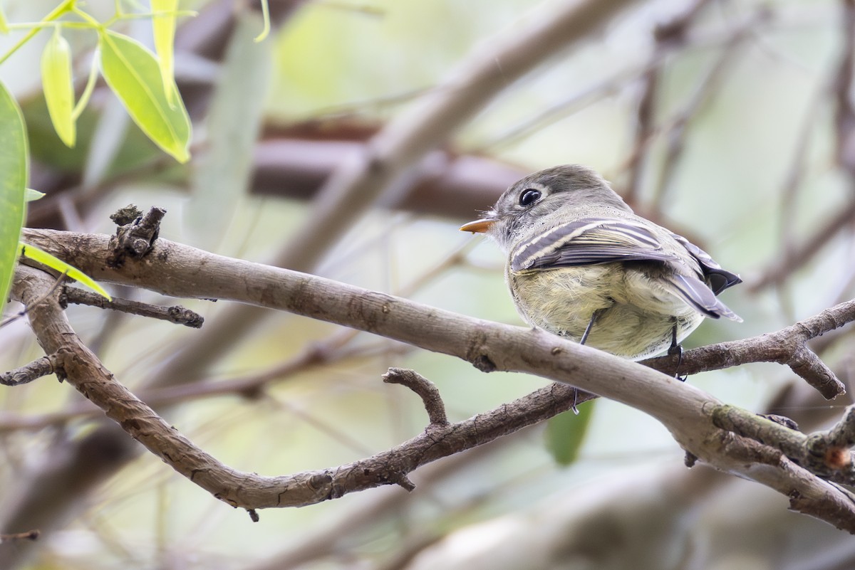 Hammond's Flycatcher - ML642950807