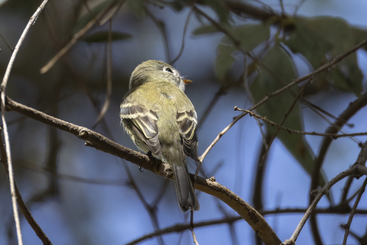 Hammond's Flycatcher - ML642950808