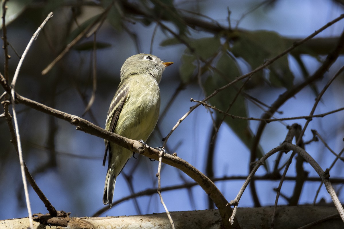 Hammond's Flycatcher - ML642950809