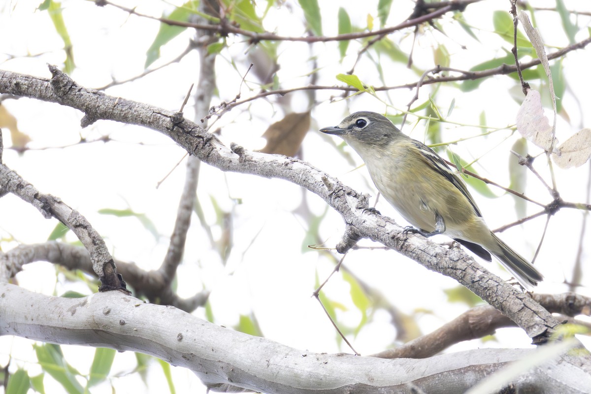 Cassin's Vireo - ML642950816