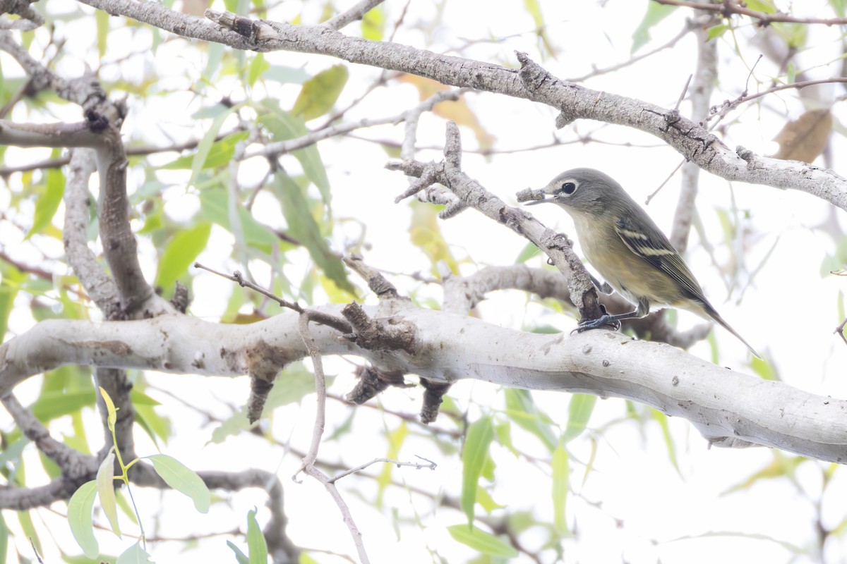 Cassin's Vireo - ML642950817