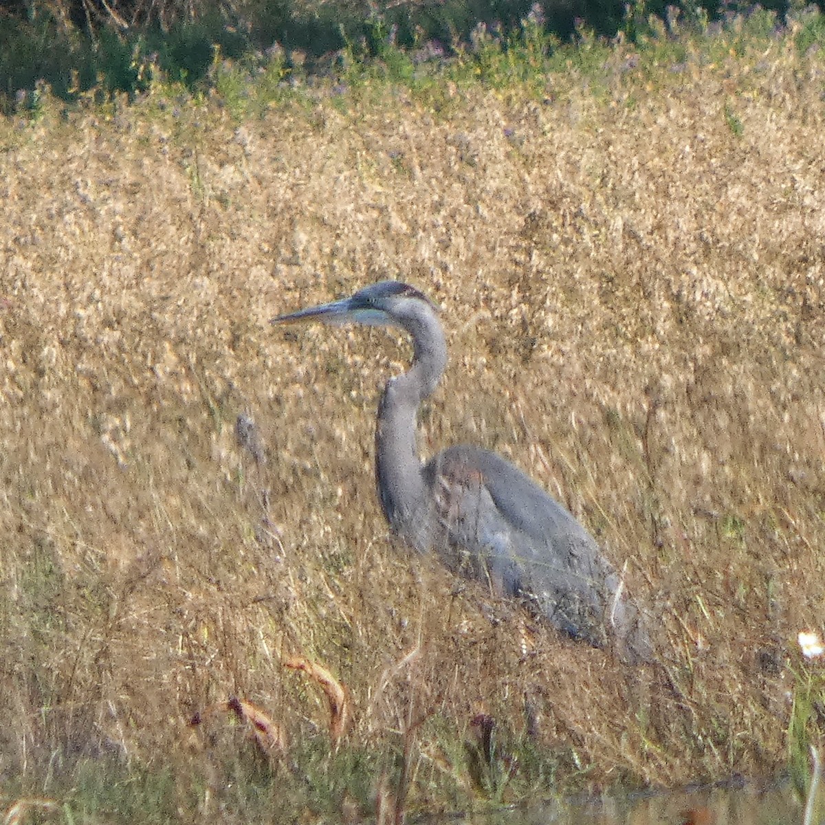 Great Blue Heron - ML642950835