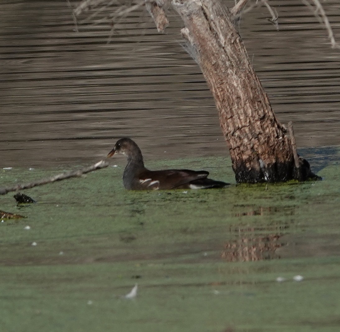 Common Gallinule - ML642950839