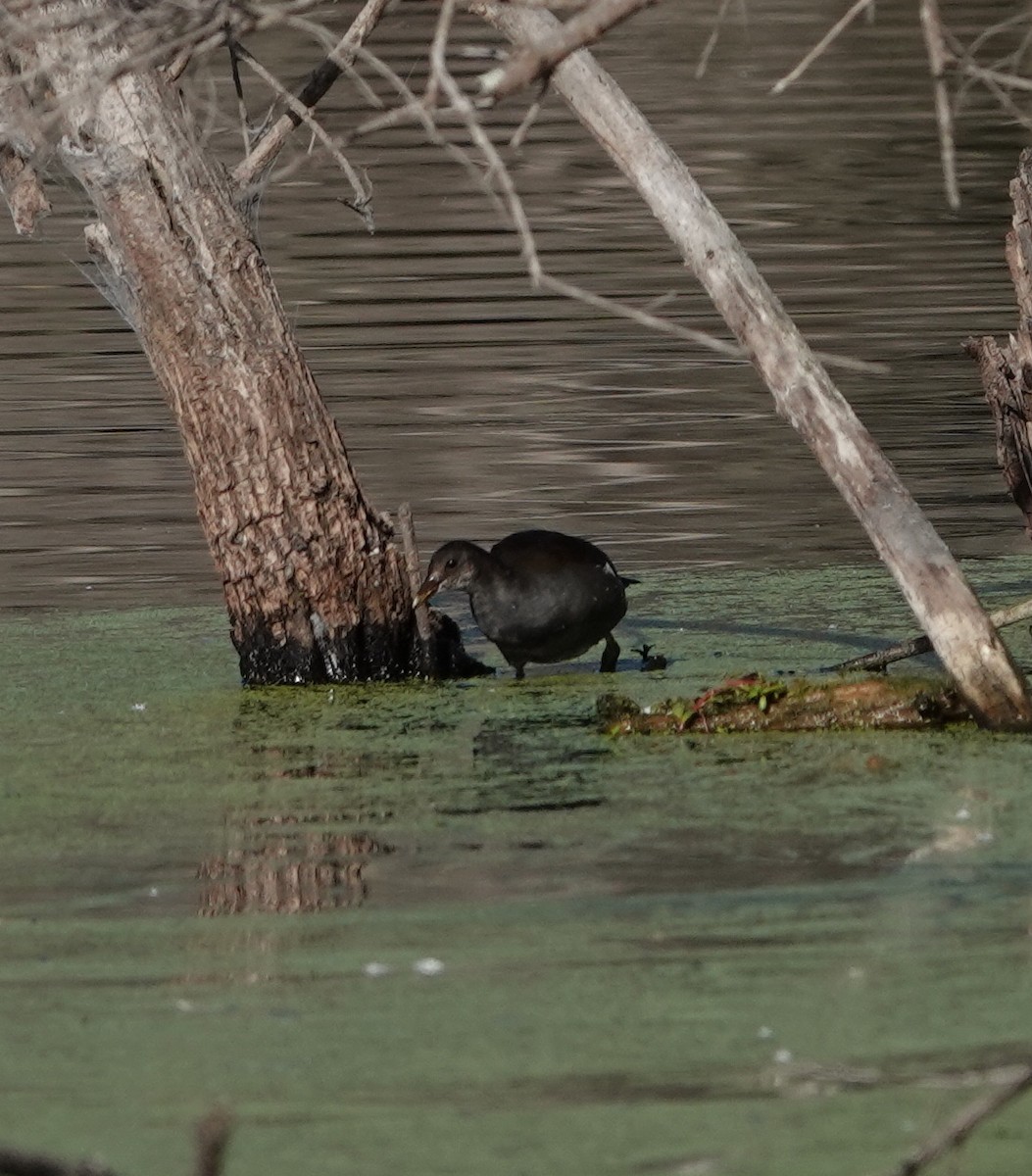 Common Gallinule - ML642950840