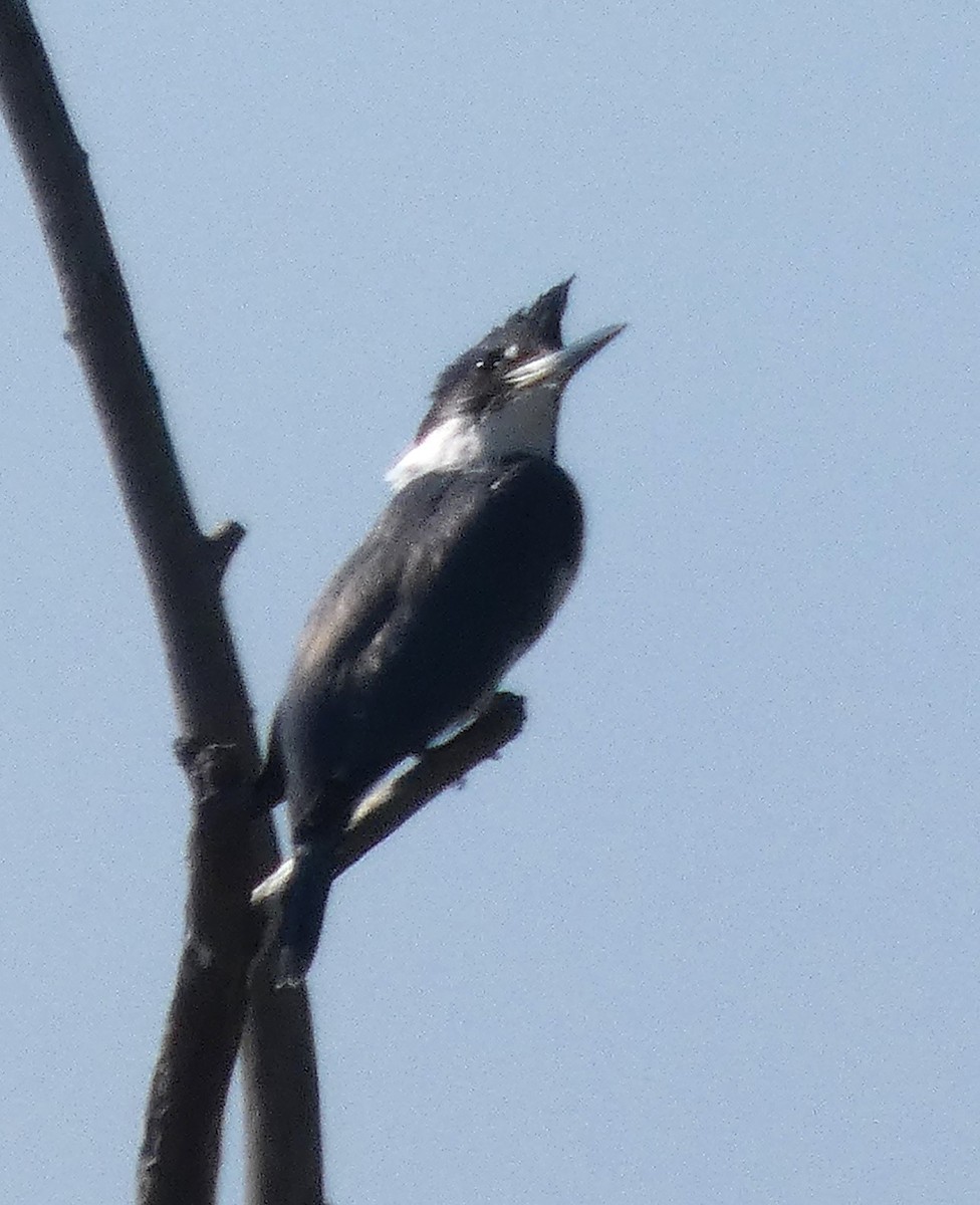 Belted Kingfisher - ML642950873